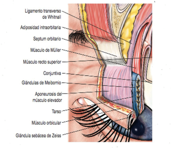anatomía del parpado superior